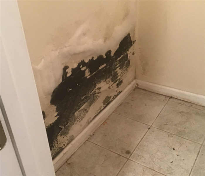Bathroom Mold Removal Near Me in Southington, CT